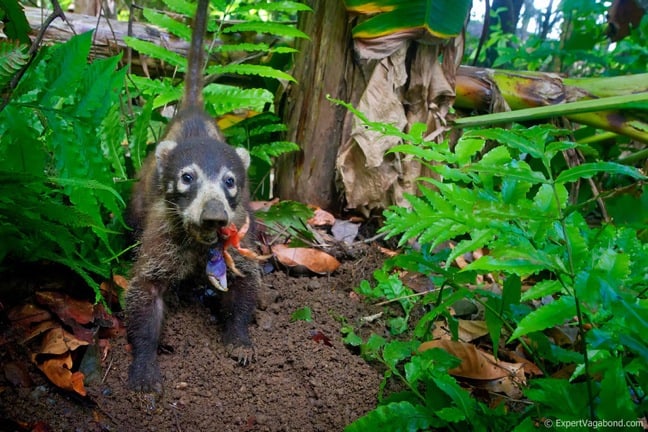 Cute Costa Rican Animals -Coati Eating Crab in Corcovado National Park