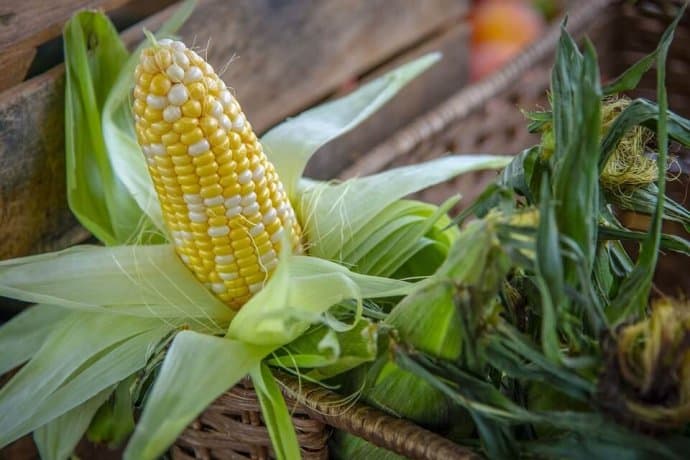 GMO Crops- Corn