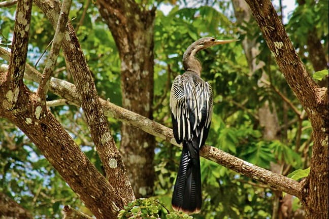 Birds in Costa Rica :Anhinga (Snake Bird) in Cano Negro National Wildlife Refuge