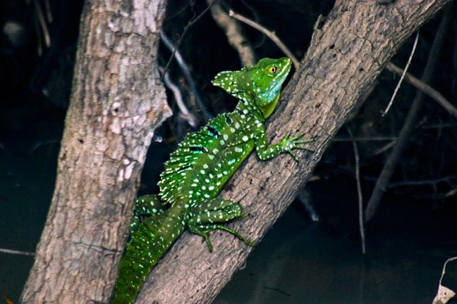 Lizards in Costa Rica -Jesus Christ Lizard in Cano Negro Wildlife Refuge