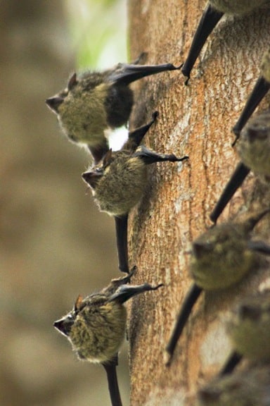 Costa Rican Bats -Long-Nosed Bats in Cano Negro Wildlife Refuge