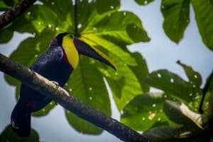 Costa Rica Travel Guide -Toucan in Corcovado National Park