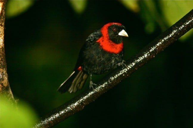 Costa Rica Rainforest Birds-Crimson Collared Tanager in Tirimbina Biological Reserve 