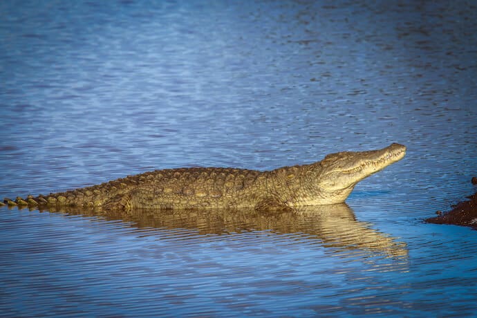 Crocodile in Nairobi National Park, Kenya