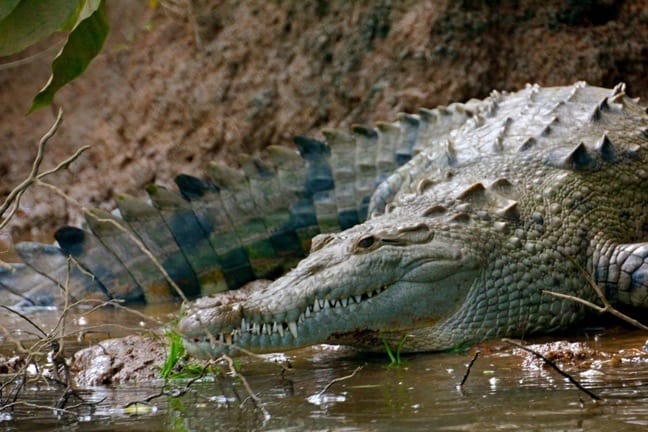 Dangerous animals in Costa Rica -American Crocodile in Sierpe River