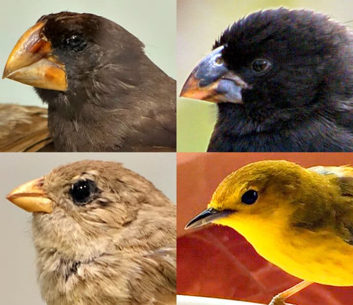 Darwin's finches - the most famous Galapagos Birds