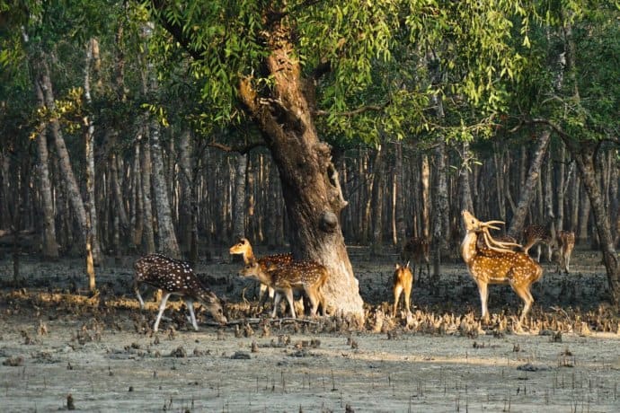 Deer in the Sundarbans National Park