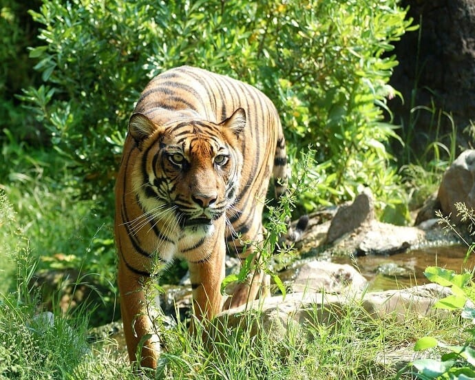 Deforest Solutions to help the Sumatran Tiger by Hans Braxmeier from Pixabay