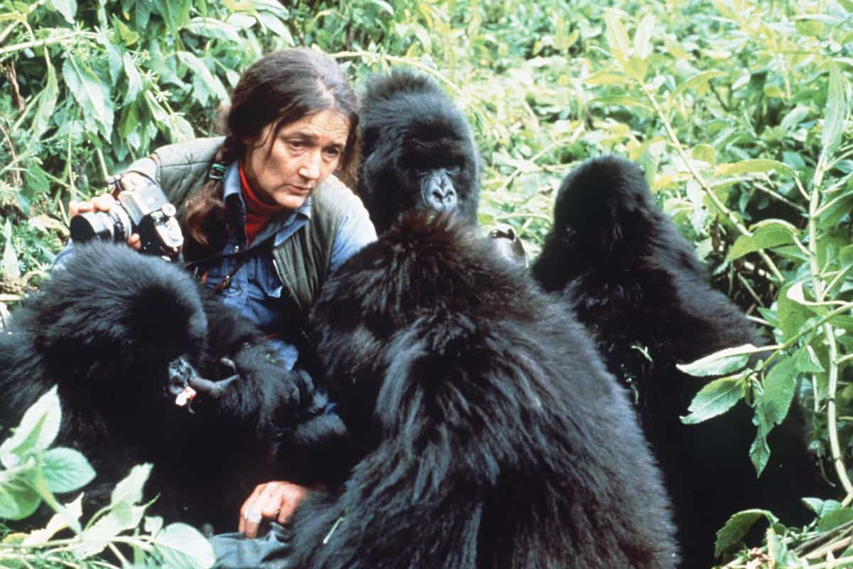 Dian Fossey with Mountain Gorillas of Rwanda