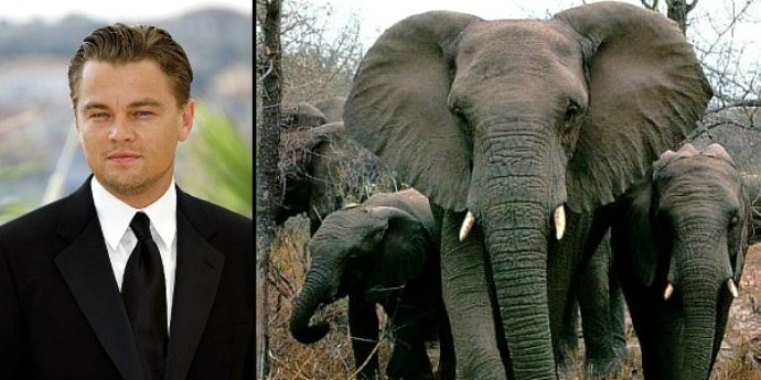 Leonardo DiCaprio helps to save elephants