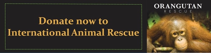 Donate to International Animal Rescue