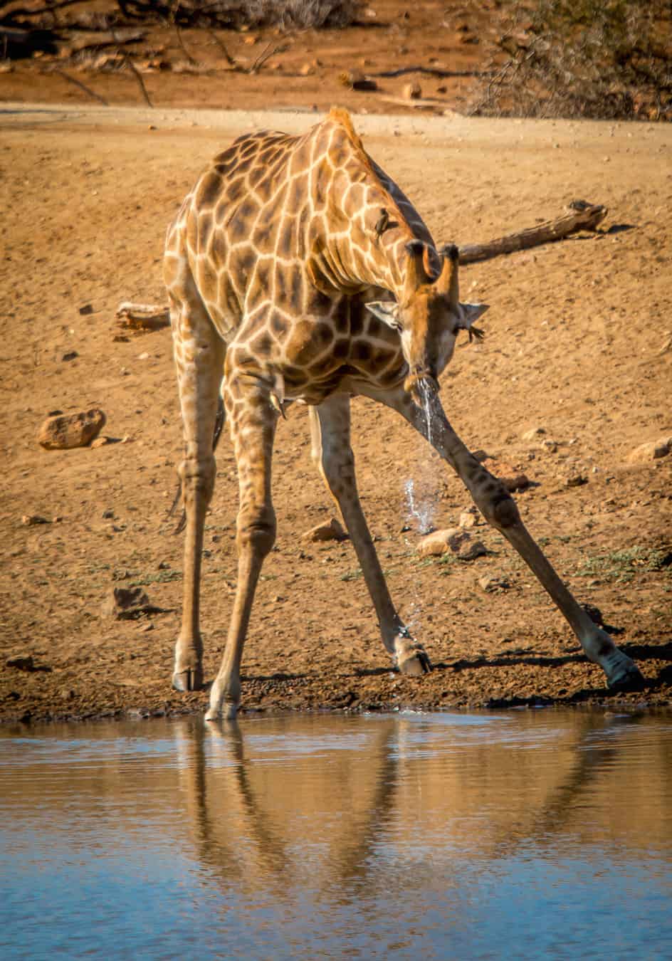 MasaiGiraffe drinking water in Kruger National Park, South Africa