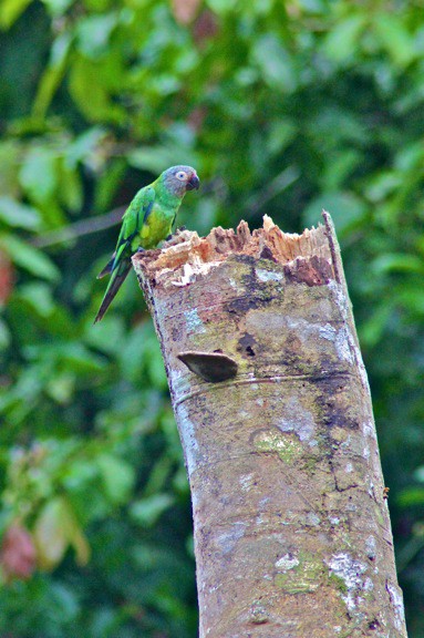 Dusky Headed Parakeet in the Peruvian Amazon Rainforest - birds in rainforest
