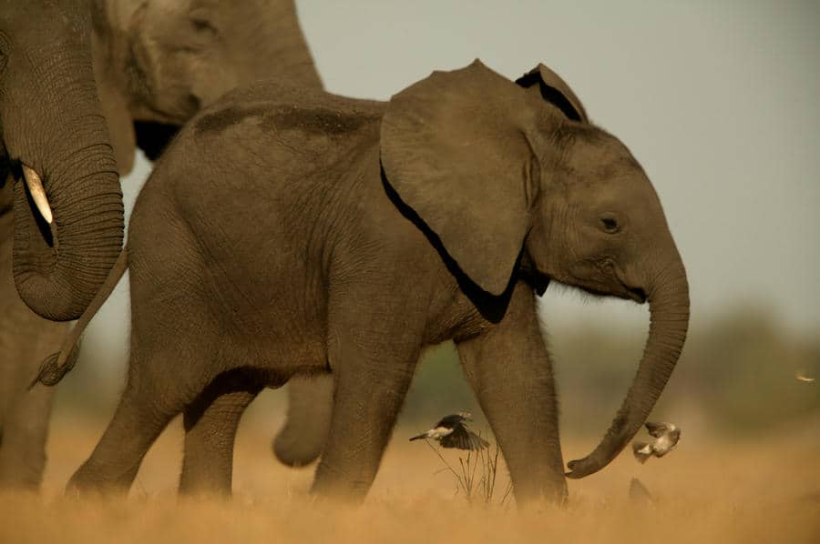 Elephant Calf photographed by Dereck and Beverly Joubert