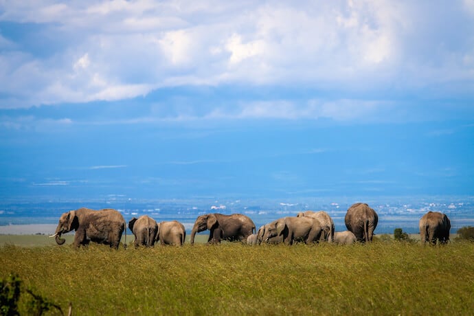 African Elephants in Ol Pejeta Conservancy - One of the Big Five Animals in Kenya