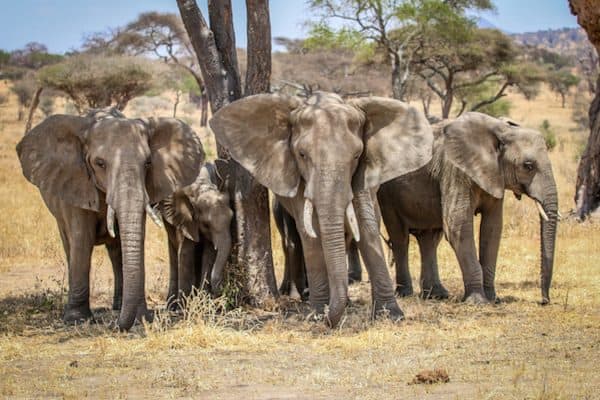 Facts about Elephants: Endangered Elephants in Tarangire National Park, Tanzania