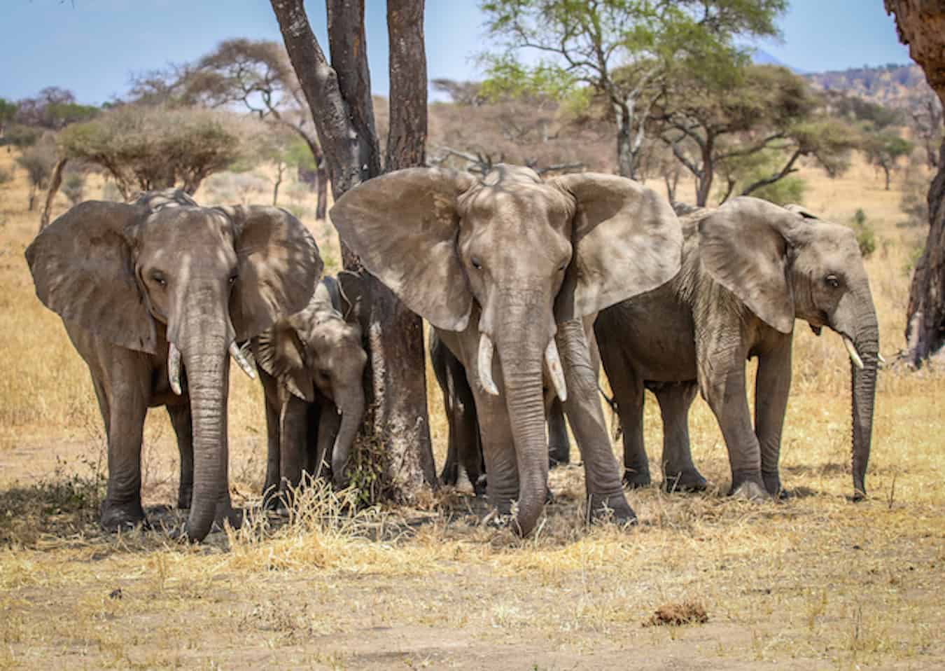 Elephants in Tarangire National Park, Tanzania