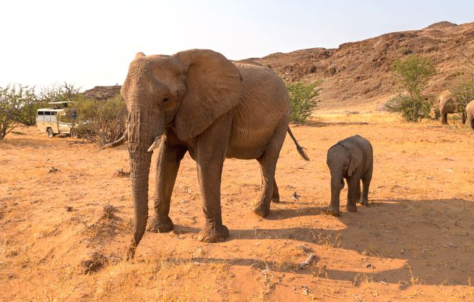 Best countries for safaris in Africa - Elephants in Namibia 