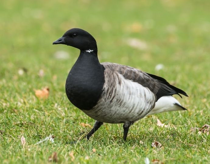 European Goose - Brant Goose