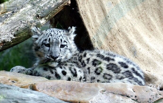 Facts about Snow Leopard Babies