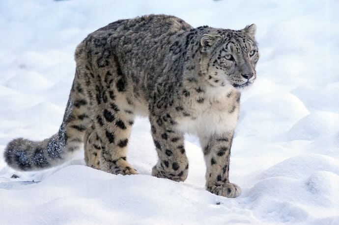 Facts About Snow Leopards