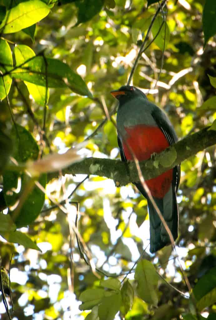 Trogan Bird in Amazon Rainforest by Bret Love & Mary Gabbett