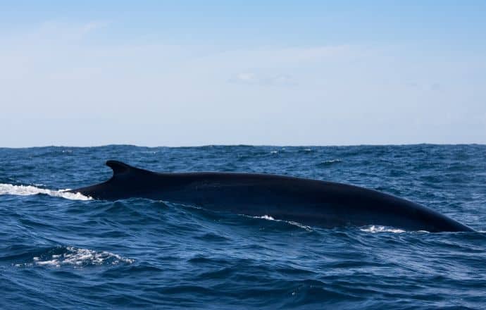 Fin Whale in Iceland - Iceland whales