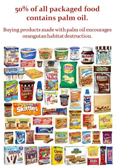 50% of all packaged food contains palm oil.