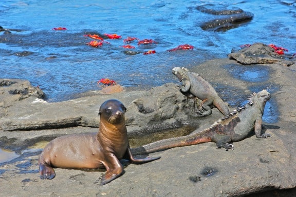 Galapagos Islands Wildlife 