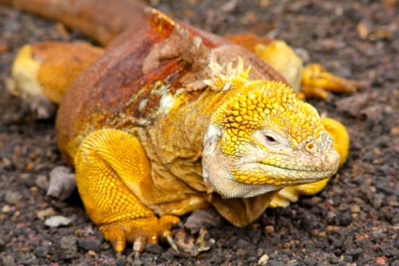 Galapagos Islands Animals: Land Iguana