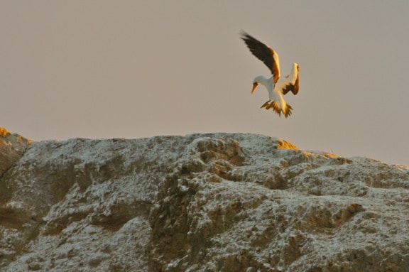 Galapagos Birds, Nazca Booby landing on Kicker Rock