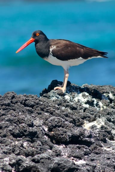 Galapagos Birds: Galapagos Oystercatcher protects its eggs from a hawk hovering overhead.