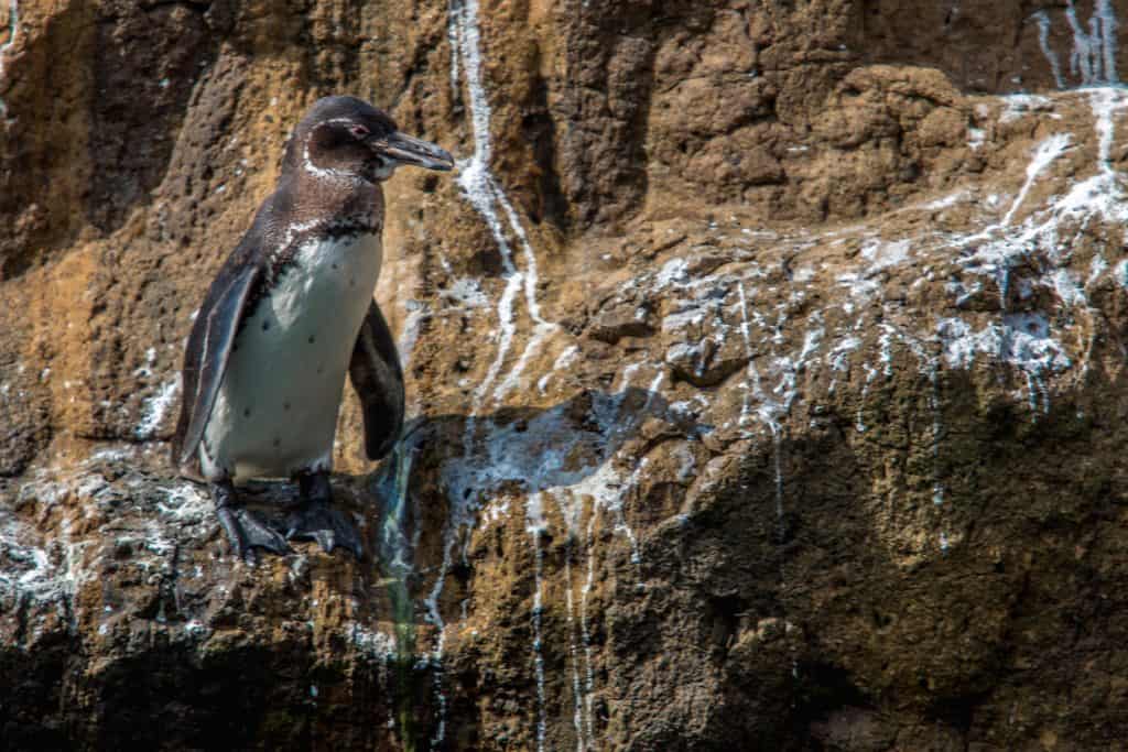 Galapagos Penguin Cooling Himself in the Midday Sun
