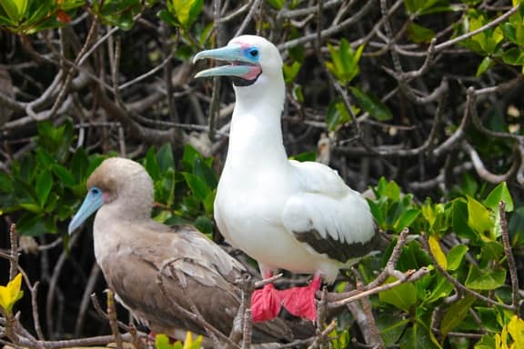 Galapagos Islands Animals: Red footed boobies
