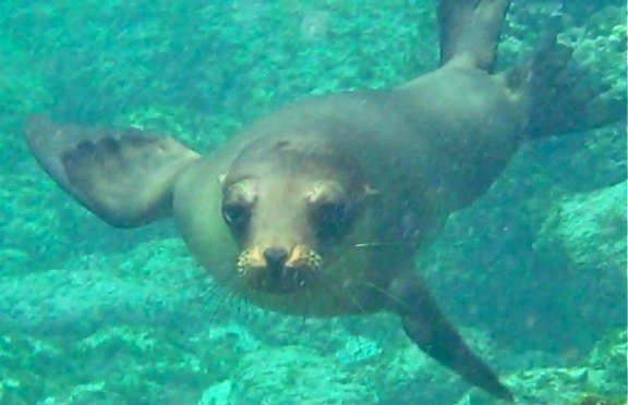 Galapagos Sea Lion swimming - Kayaking in the Galapagos