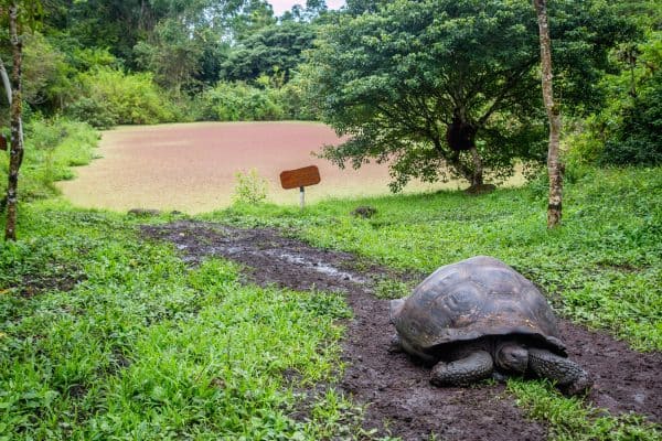Galapagos Islands Animals: Galapagos Tortoise