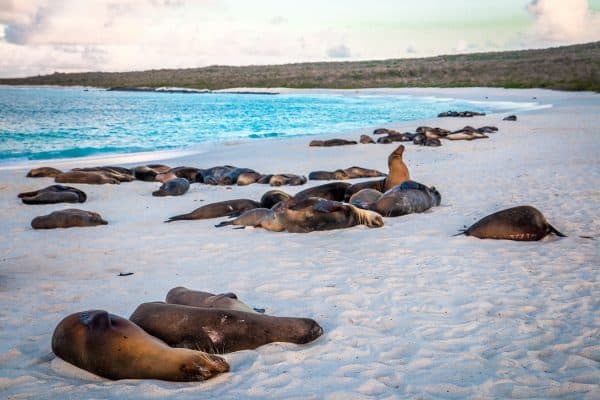 Benefits of Ecotourism- Galapagos Islands