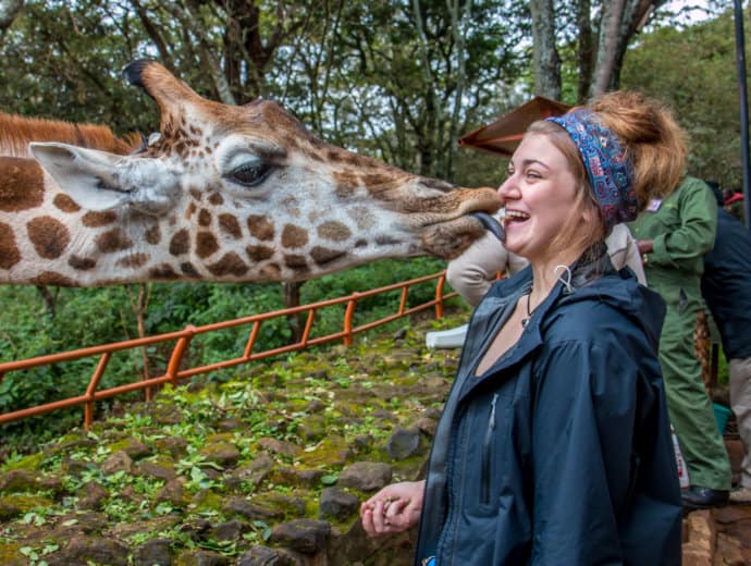 Kisses from a Rothschild Giraffe at Giraffe Centre in Nairobi, Kenya