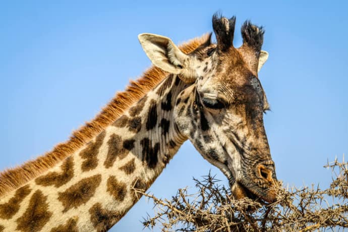 Masai Giraffe Closeup in Serengeti National Park, Tanzania