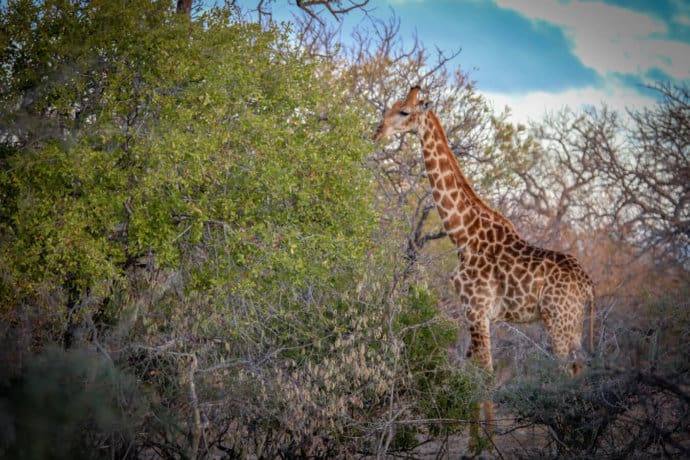 Giraffe in Wild Rivers Nature Reserve in South Africa's Greater Kruger Area