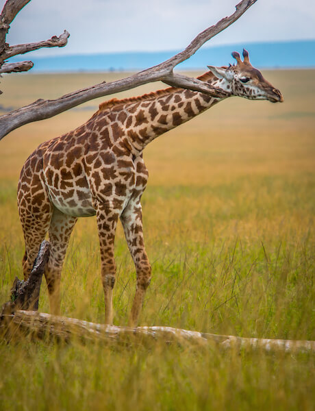 Masai Giraffe in Maasai Mara National Reserve, Kenya