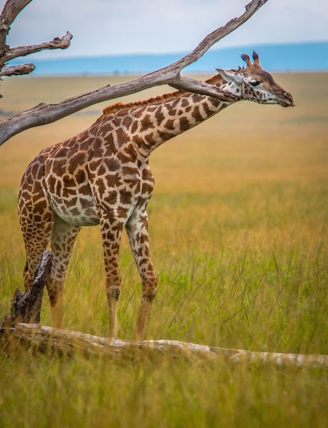 Giraffe in the Maasai Mara, Best Kenya National Parks