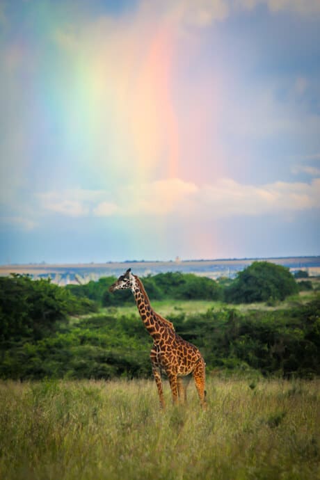 Giraffe and Rainbow in Nairobi National Park, Kenya