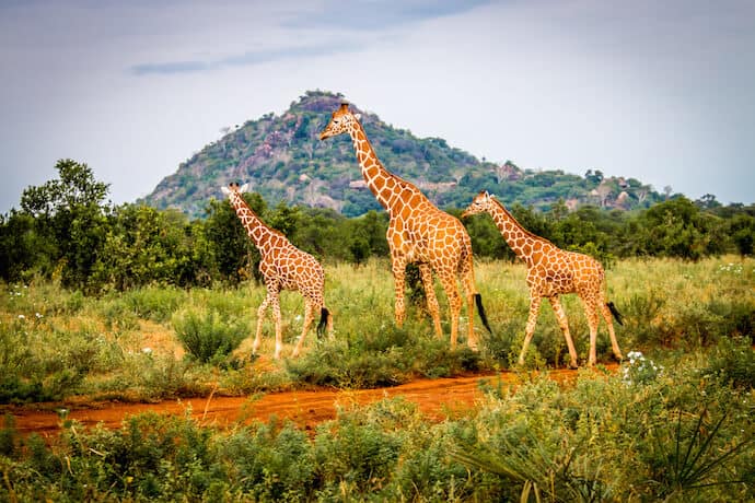 Reticulated giraffes in front of Elsa's Kopje, Meru National Park