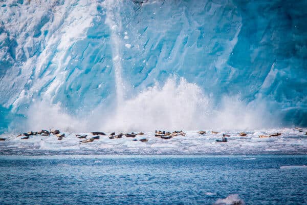 Harbor Seals at Holgate Glacier in Kenai Fjords National Park, Alaska