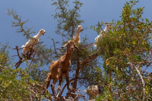 UNESCO_Intangible_Cultural_Heritage_list_argan_tree_goats
