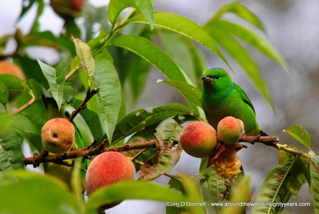 Costa Rica Bird -Golden-Browed Chlorophonia in Rio Savegre