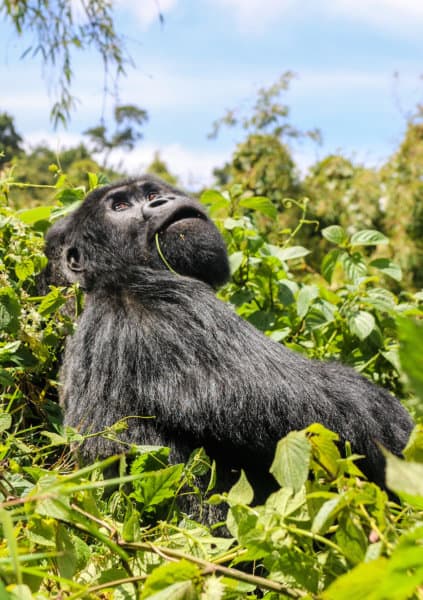 Silverback Gorilla in Rwanda's Volcanoes National Park