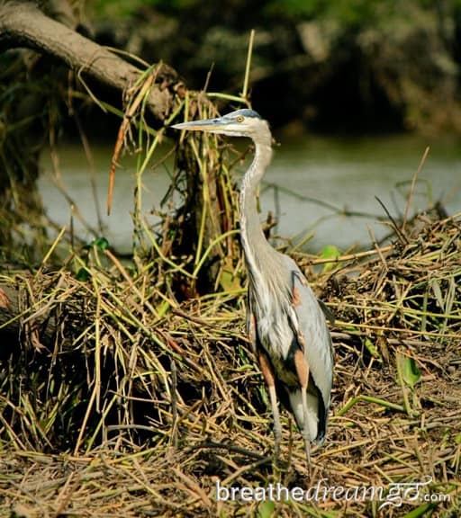Birding in Costa Rica -Great Blue Heron in Palo Verde National Park