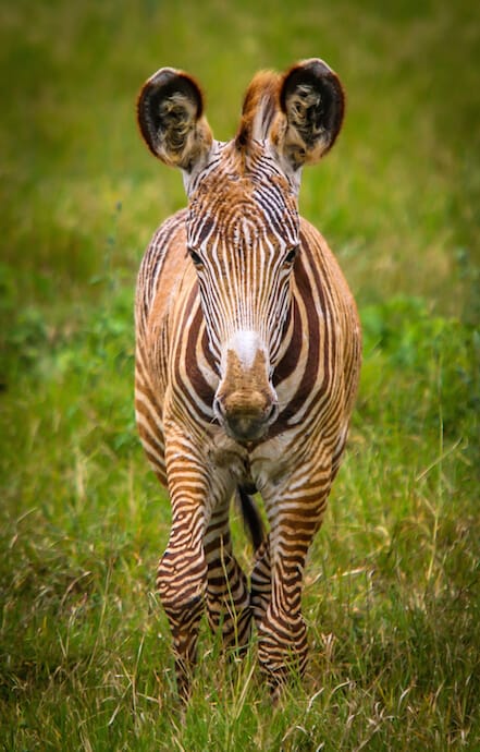 Kenyan Animals: Grevy's Zebra in Kenyan Animals: Somali Ostrich in Lewa Conservancy 
